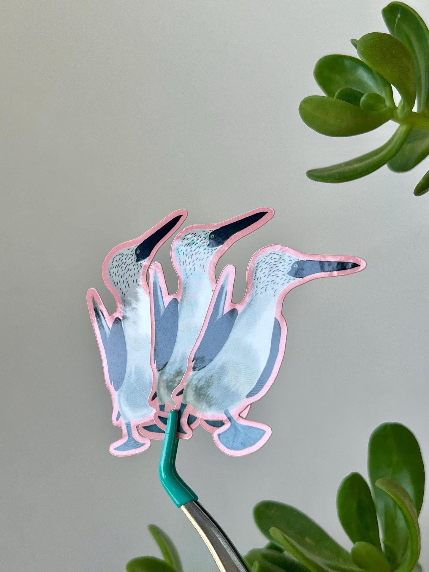 Blue Footed Booby Bird Sticker Vinyl Waterproof Decal for Kindle, Laptop, Wattle Bottle, sticker collection