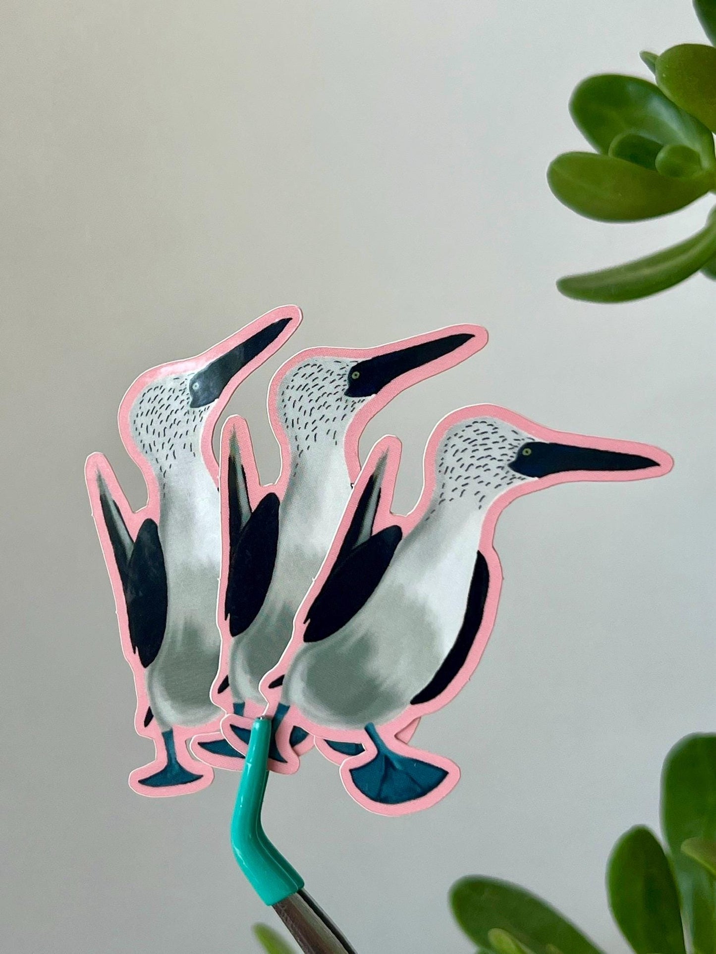 Blue Footed Booby Bird Sticker Vinyl Waterproof Decal for Kindle, Laptop, Wattle Bottle, sticker collection